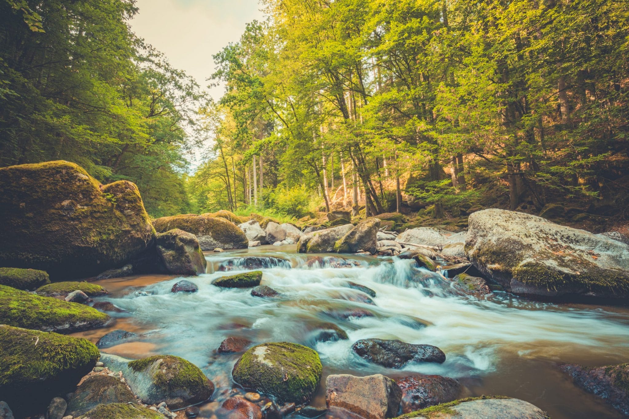 Beautiful River In Forest Nature. Peaceful Toned Nature Backgrou