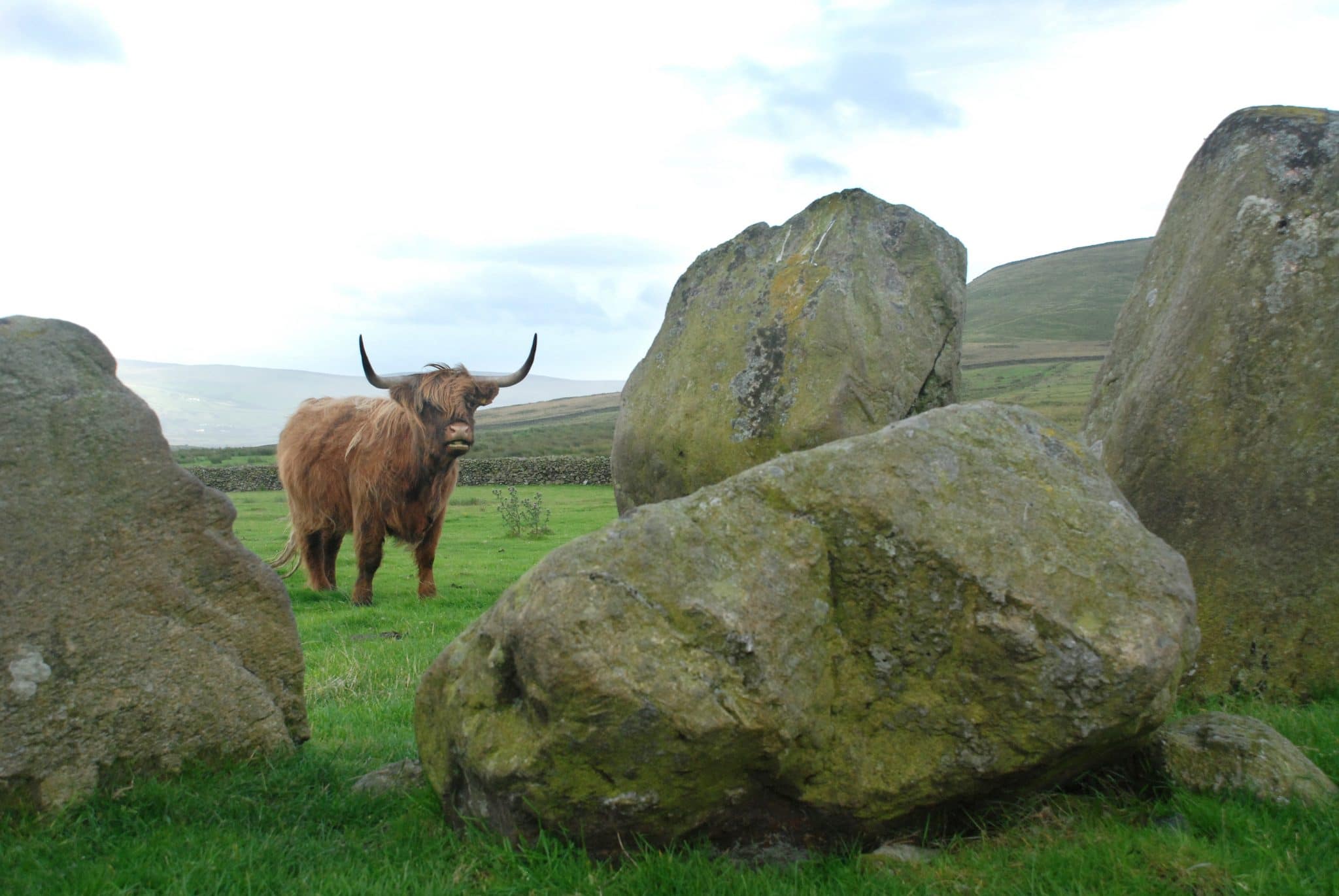 Highlander Scottish Cow At Swinside Stone Circle, Cumbria, Engla